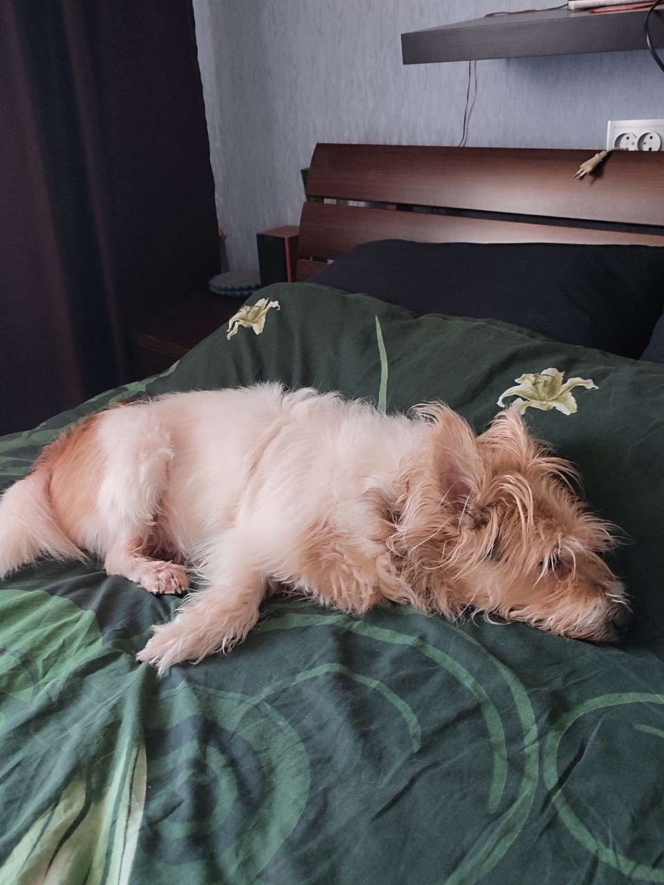 Юля Дарвин в LOOKY — [#доброеутро ](доброеутро)☺
🐶:Опять дожди... Погуляли конеч