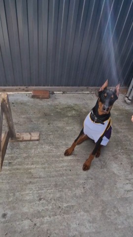annet_anapa in LOOKY. #dobermanpuppies,#доберман,#анапа,#югроссии. Мы не только катаемс...