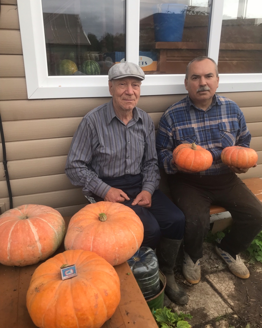 Alejo в LOOKY — #испанскийязык Nuestra cosecha de calabazas, que cultivamos 