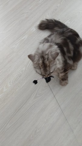 darenka_little в LOOKY. #cats,#коты,#питомцы. #cats #коты #питомцы