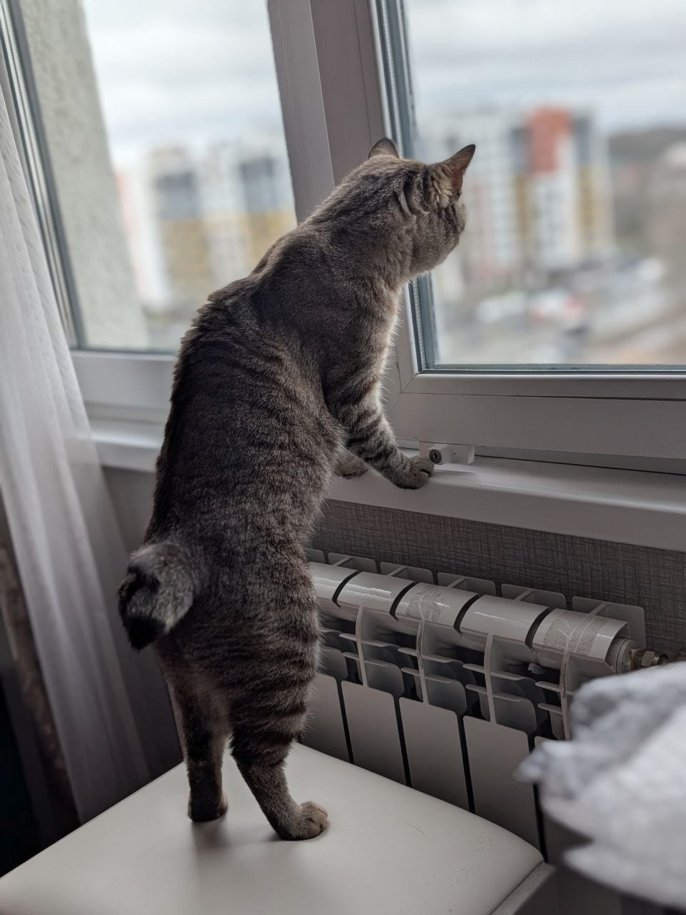 Миледи в LOOKY — Шелдон ждет весну...