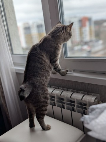 Миледи в LOOKY. . Шелдон ждет весну...