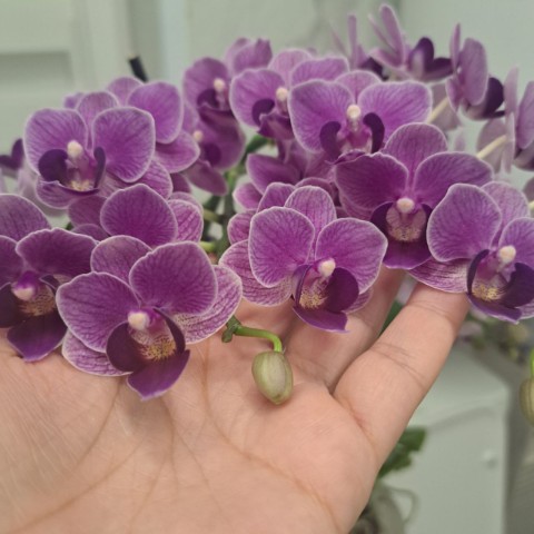 Роза в LOOKY. . 💜💜💜💜💜