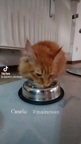 Simba в LOOKY. #симба,#maincoon,#майнкун. #симба [#мейнкун](ме...
