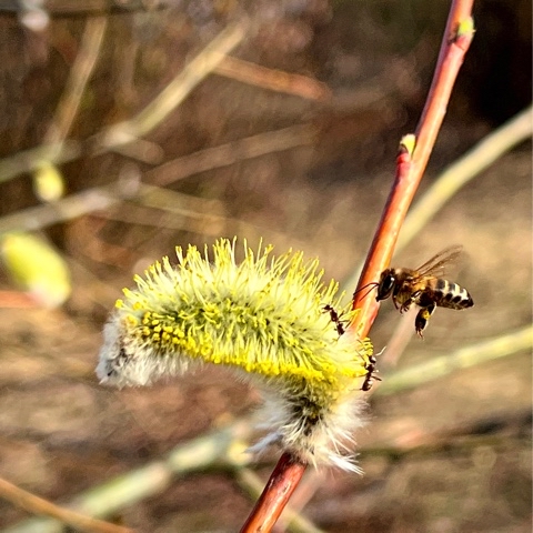 ahohlov в LOOKY. #bee. #bee [#shotoniphone]...