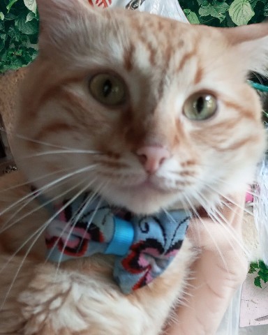 Dollyandfriends в LOOKY. #lookycats,#lookycat,#looky,#lookyvatofworld,#lookycatsofuniverse. Happy new week lovel...