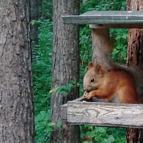 Nalex в LOOKY. #природа,#НСО. Бердский лес. #приро...