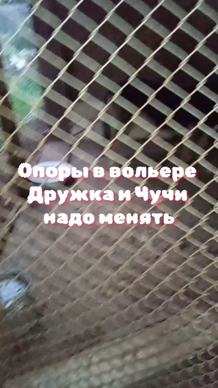 Лена Козлова в LOOKY — Показываем опоры вольера у Дружка и Чучи которые надо менять