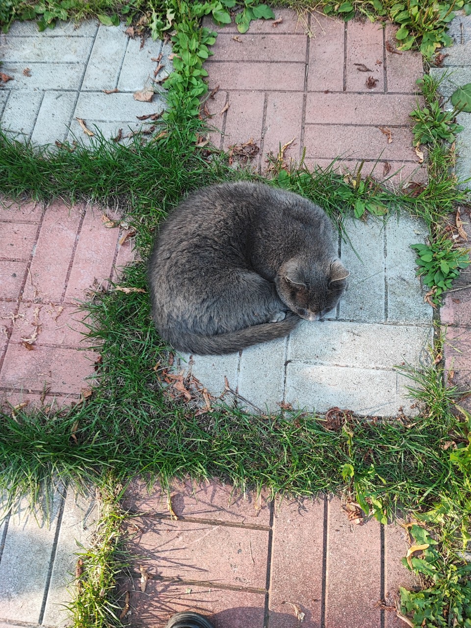 Senya в LOOKY — #Осень [#котик ](котик)