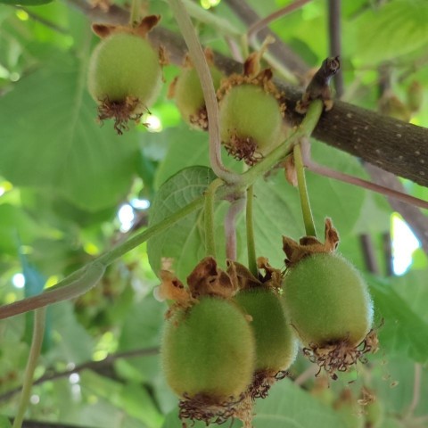 a_karambola в LOOKY. . Видели ли вы как рас...