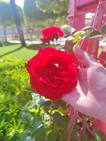 murzikpushistova в LOOKY. . Цветочное великолепи...