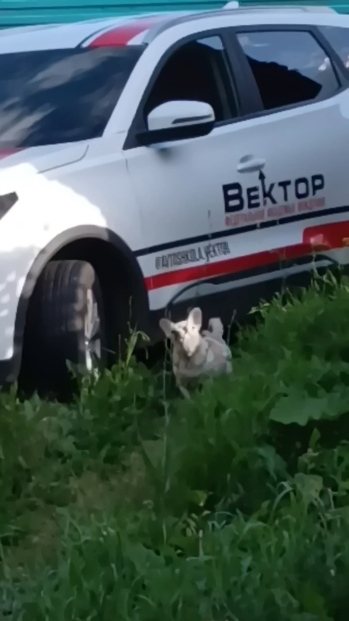 snovozhilov91 in LOOKY. #велопрогулка,#велосипед,#велолето,#веловечер,#лес,#влесу,#заезд,#дорога,#путь,#Россия,#Татарстан,#Бугульма,#природа,#классно. Классно вот так прое...