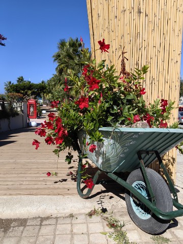 TOCRETE в LOOKY. #Крит,#AgiaMarina,#Crete,#цветы,#Греция. Нравятся всякие таки...