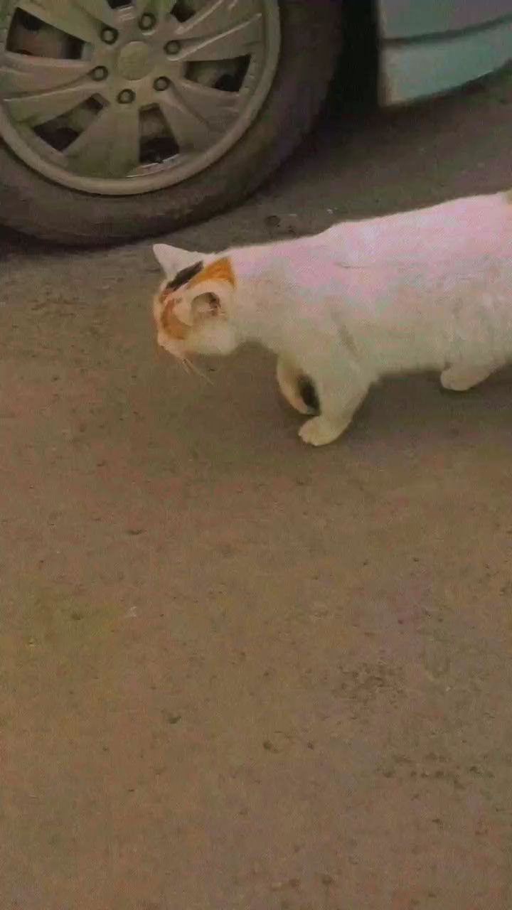 G A L I N A in LOOKY. . [#котики ](котики)[#...