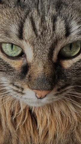 aleksandra_sparrow в LOOKY. #котэ,#боня. #котэ [#мобильнаяфот...