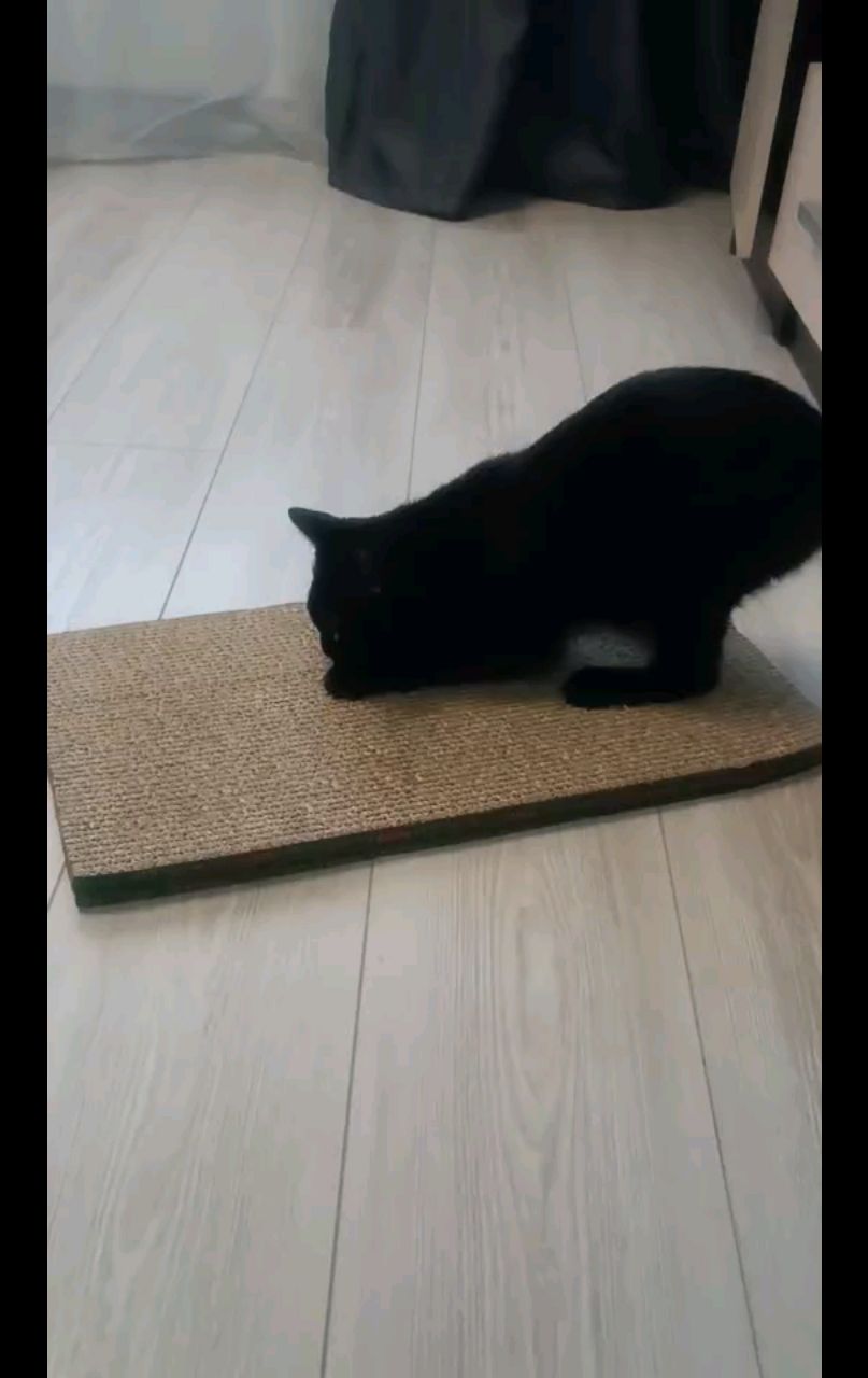 kogtedralka в LOOKY. #кошки,#котики,#котята,#прокошек,#когтеточки,#когтедралка,#двусторонняя_когтеточка,#рекомендации,#актуальное,#важно,#cats,#питомцы,#животные,#круто,#супер,#номер1,#чудо,#интересно,#красота,#сегодня,#счастье,#любовь,#лучшаякогтеточка,#топ,#рилс. ✅️"Прекрасно! Я дово...