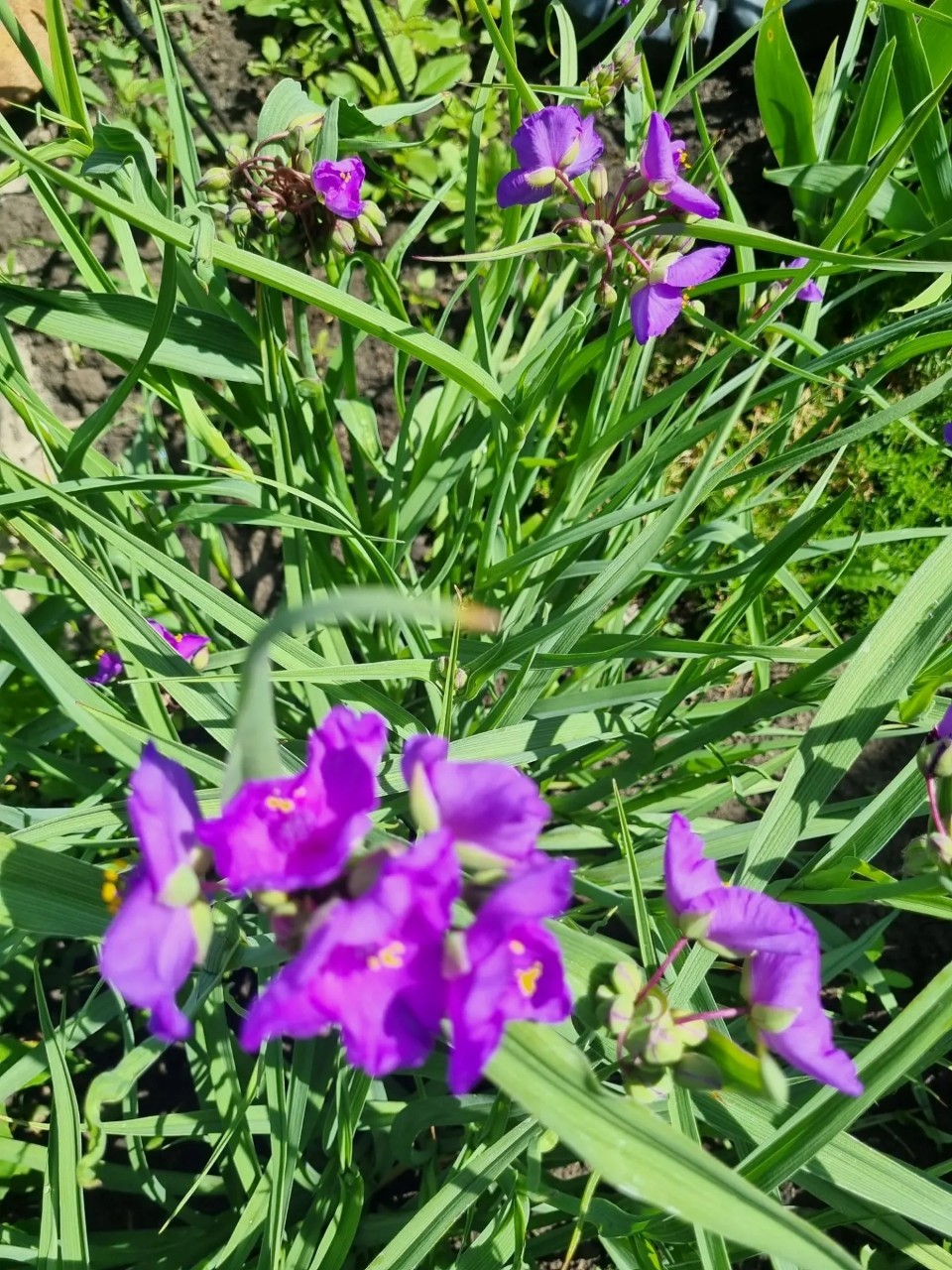 Flowers в LOOKY — публикация