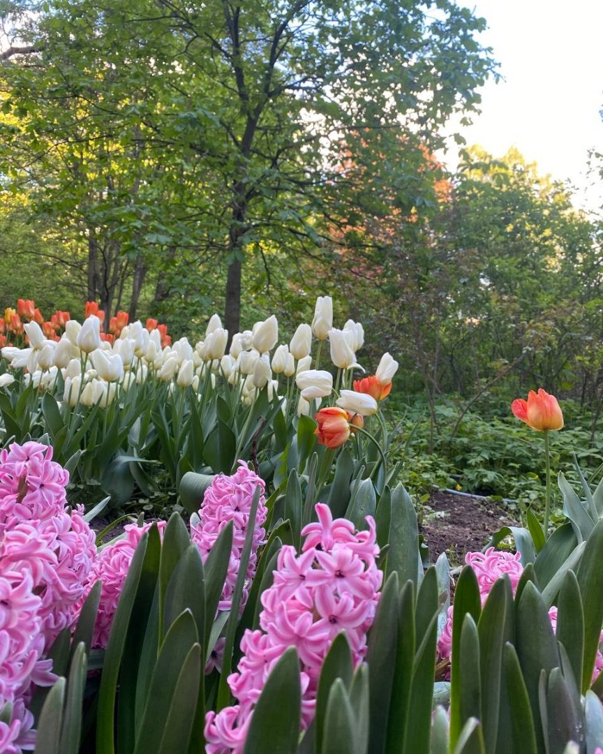 baryshniak в LOOKY — Весна в ботаническом саду 🌱🌺🌺🌺✨