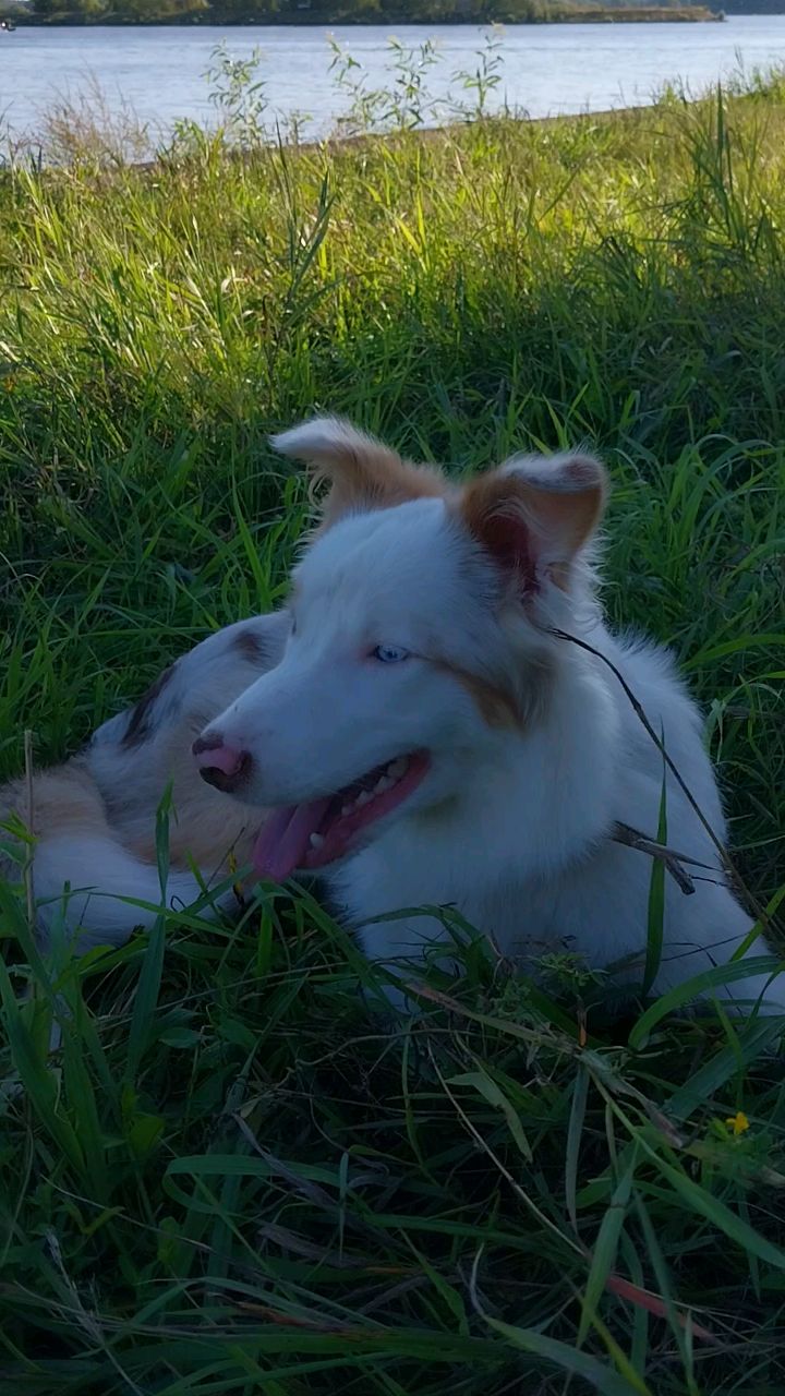 Аглая Рыжая в LOOKY. #Ленин,#бордео,#АглаЯотАдоЯ,#bordercollie. Ленин всегда живой
#...