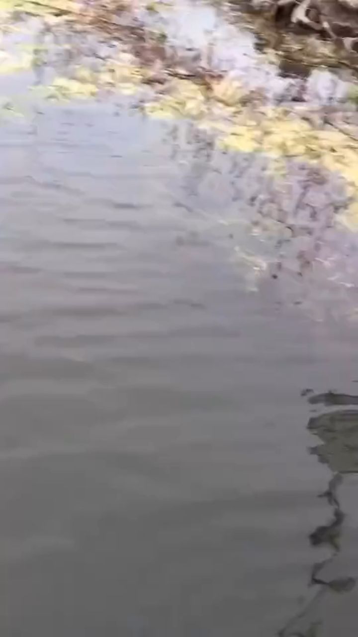 fishingday26 в LOOKY. #рыболовныйдень,#рыбалка. Как браконьеры бьют ...