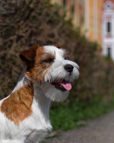 allegro_diavoletto_kennel в LOOKY. . Не могу не похвастат...