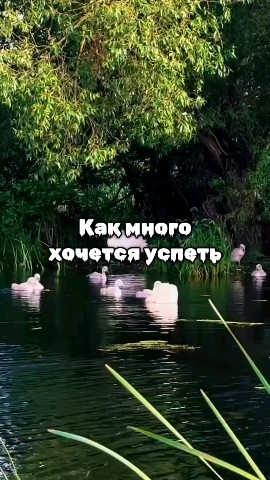 ВОЛК СЕРЫЙ в LOOKY — публикация