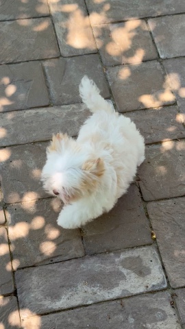 Цветные Йорки Little Favorite в LOOKY. . 🥰🥰🥰🎀❤️