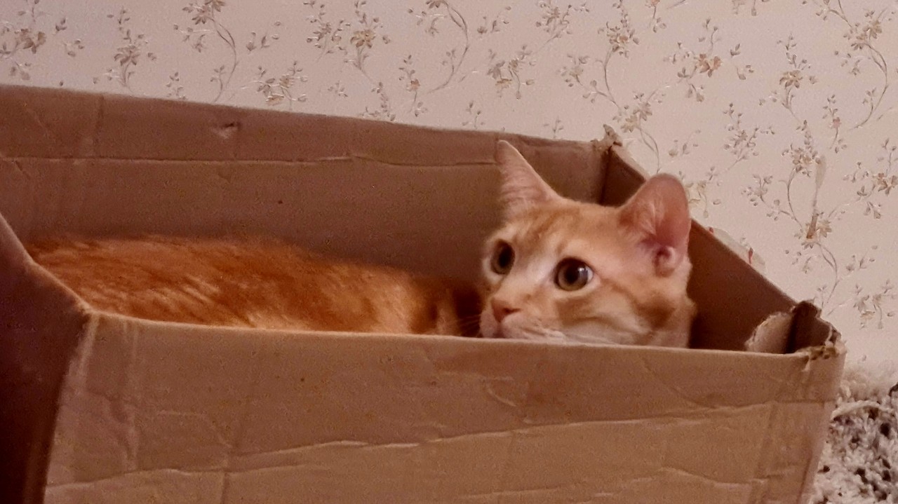 Cat in a box! #котвкоробке