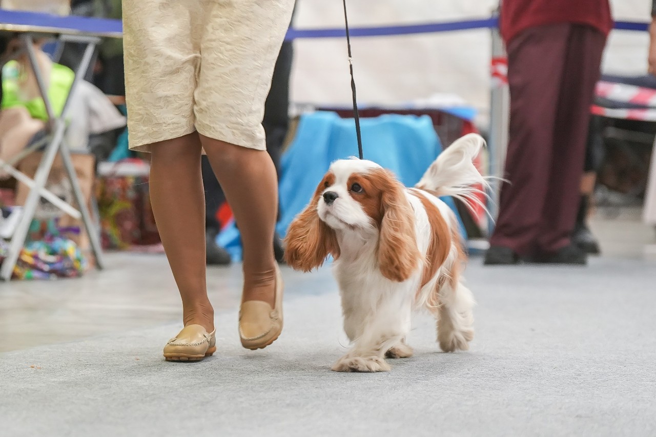 puppengame в LOOKY. #кавалеркингчарльзспаниель,#собаки. Закрыли выставочный ...