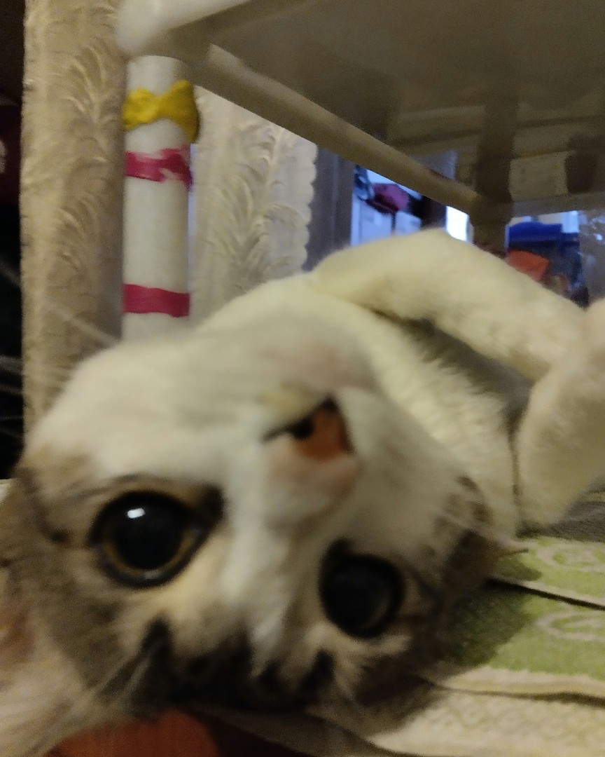 Кот Мурчик in LOOKY. . 