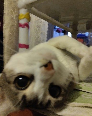 Кот Мурчик в LOOKY. . 