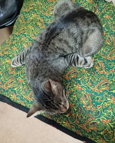 Looky_1705746129724 в LOOKY. . А ваши так умеют? 😸