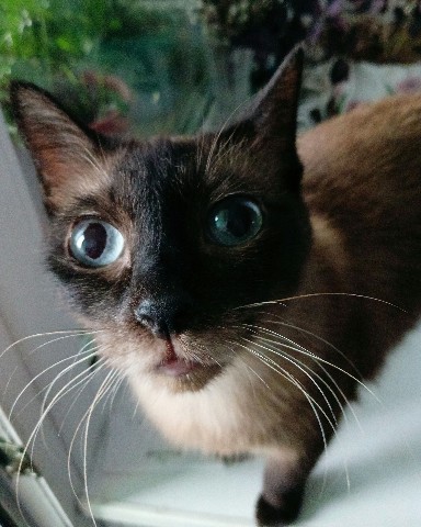 o_ryb в LOOKY. . Моя котэ. Дерзкая, н...