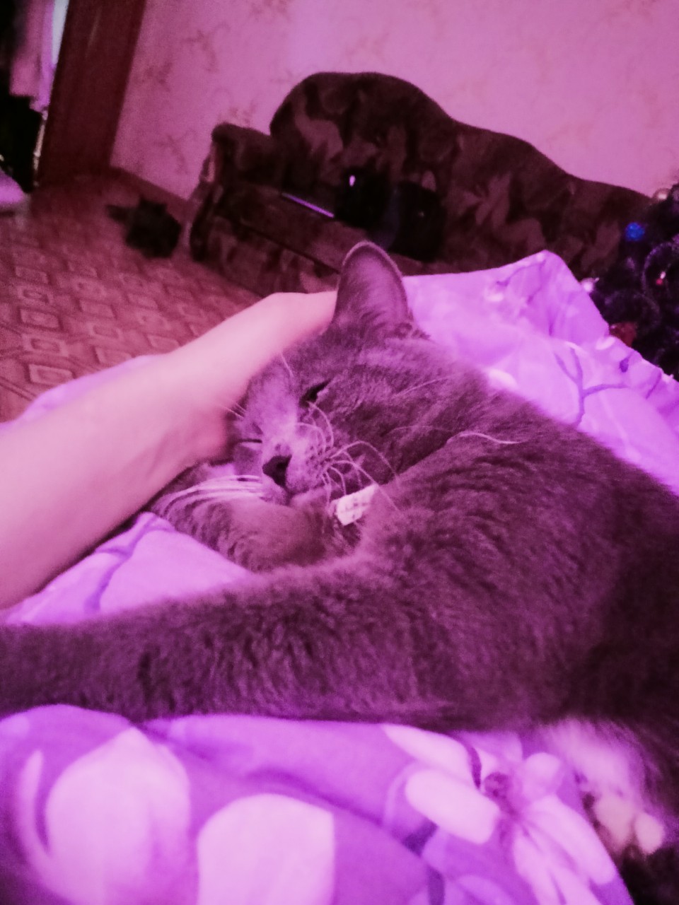 SAIMON_LIVE в LOOKY — Томас соскучился, у Томаса прилив нежности😻.
#томас😻