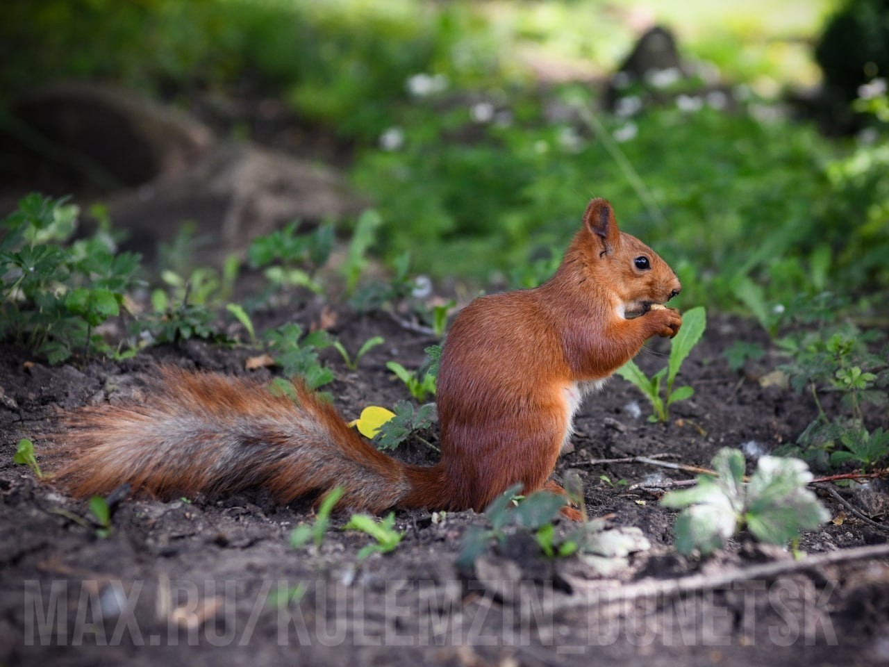 Животный мир Донецкого края в LOOKY — Белка обыкновенная (Sciurus vulgaris)
Семейство Беличьи – Sc