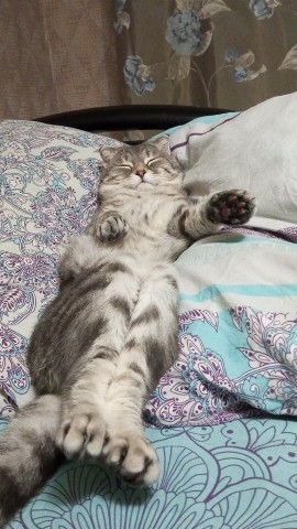 moskaandmax в LOOKY. . Спокойной ночи, коти...