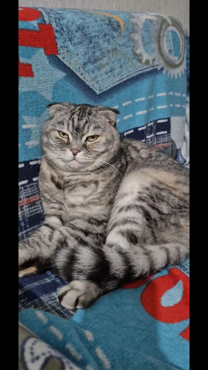 Мышка Муся и Маруся в LOOKY. . 