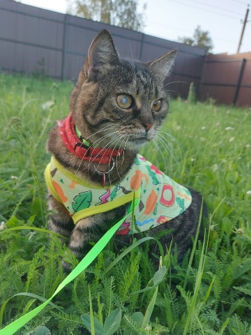 Мира и Муся в LOOKY. . Вот я решила тоже по...