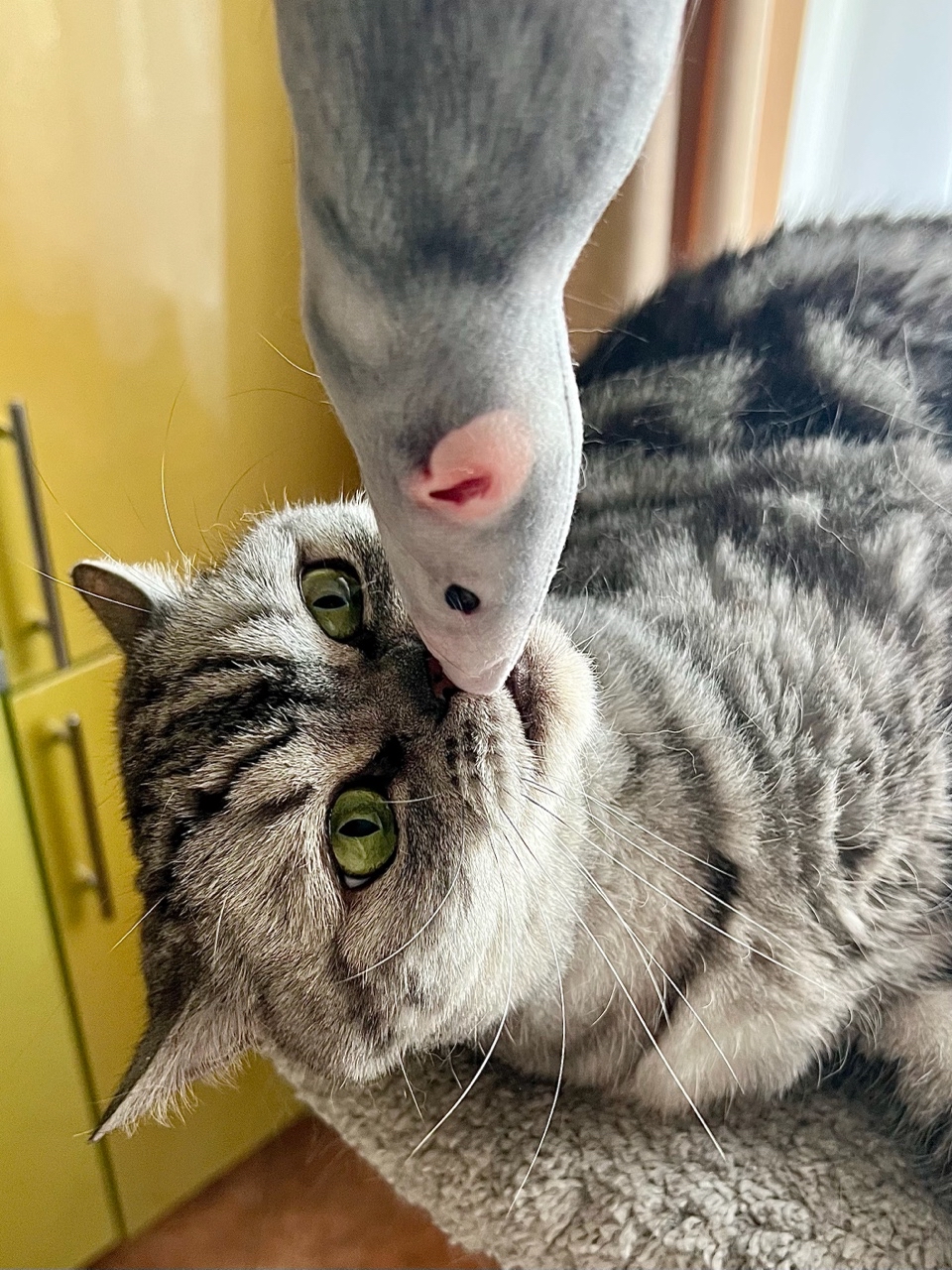 british_mars_cat