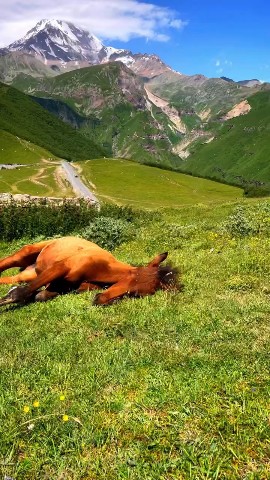 sindjdf в LOOKY. . Умарился...