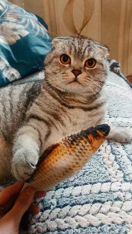 helga_oskr_ в LOOKY. . Факты о кошках 😻 На...
