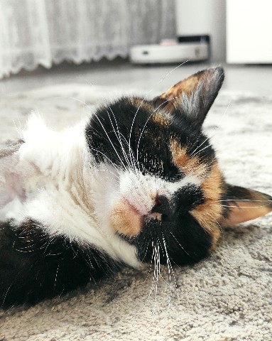 Габи в LOOKY. #историяЗойки,#зойка,#кошка,#кот,#коты,#кошки,#cat,#cats,#kitty. #историяЗойки
Продол...