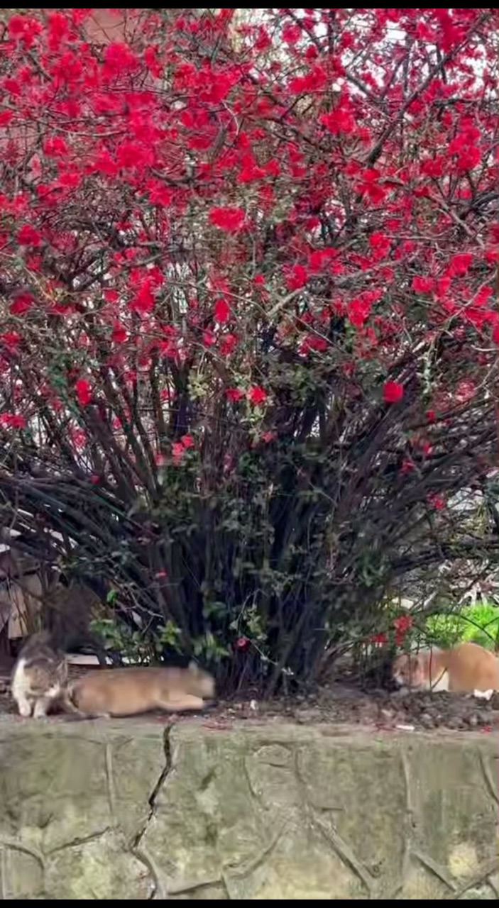 nina_melekhova в LOOKY. #золотороссии,#геленджик,#горы,#looky,#looky_you,#looky_топ
#looky_контент,#looky_блогер,#looky_рекомендации,#you,#looky_top,#looky_пост
#nina_melekhova,#nina_neiro,#март,#море,#небо,#закат,#100днейдолета,#первоцветы,#скоролето,#рилс,#looky_reels,#looky_рилс. Наши мартовские коти...