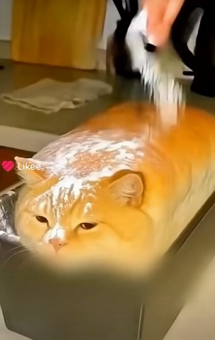 Басина Эльвира в LOOKY — Почему это учёные сделали