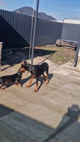 annet_anapa в LOOKY. #такса,#щенокдобермана,#игривыещенки,#Анапа. 🐾 Внимание, марш! 
...