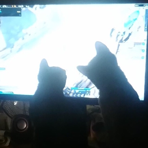 PetsStalkerS в LOOKY. #котики,#милота. Спросила у милого, ч...