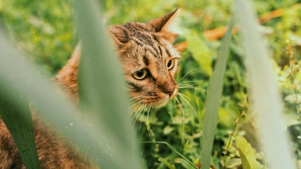 vetklinika.brb в LOOKY — Как защитить рассаду от кота в квартире😅
 
🌻 Весна - это в