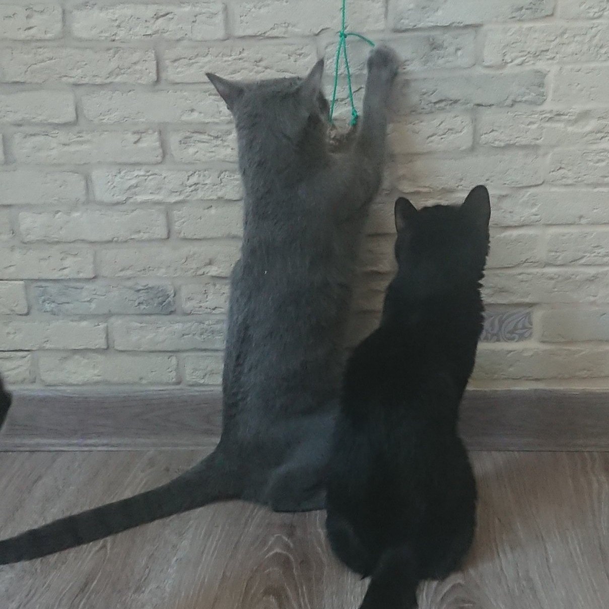 PetsStalkerS in LOOKY. #милота. Если ты не озадачишь...