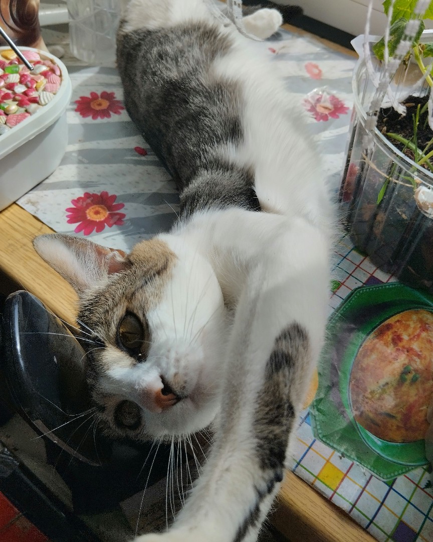 Кот Мурчик in LOOKY. . Жара 🔥