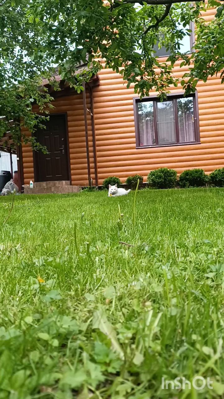 perederzhka_cat в LOOKY. . Пам-пам-пам ❤️